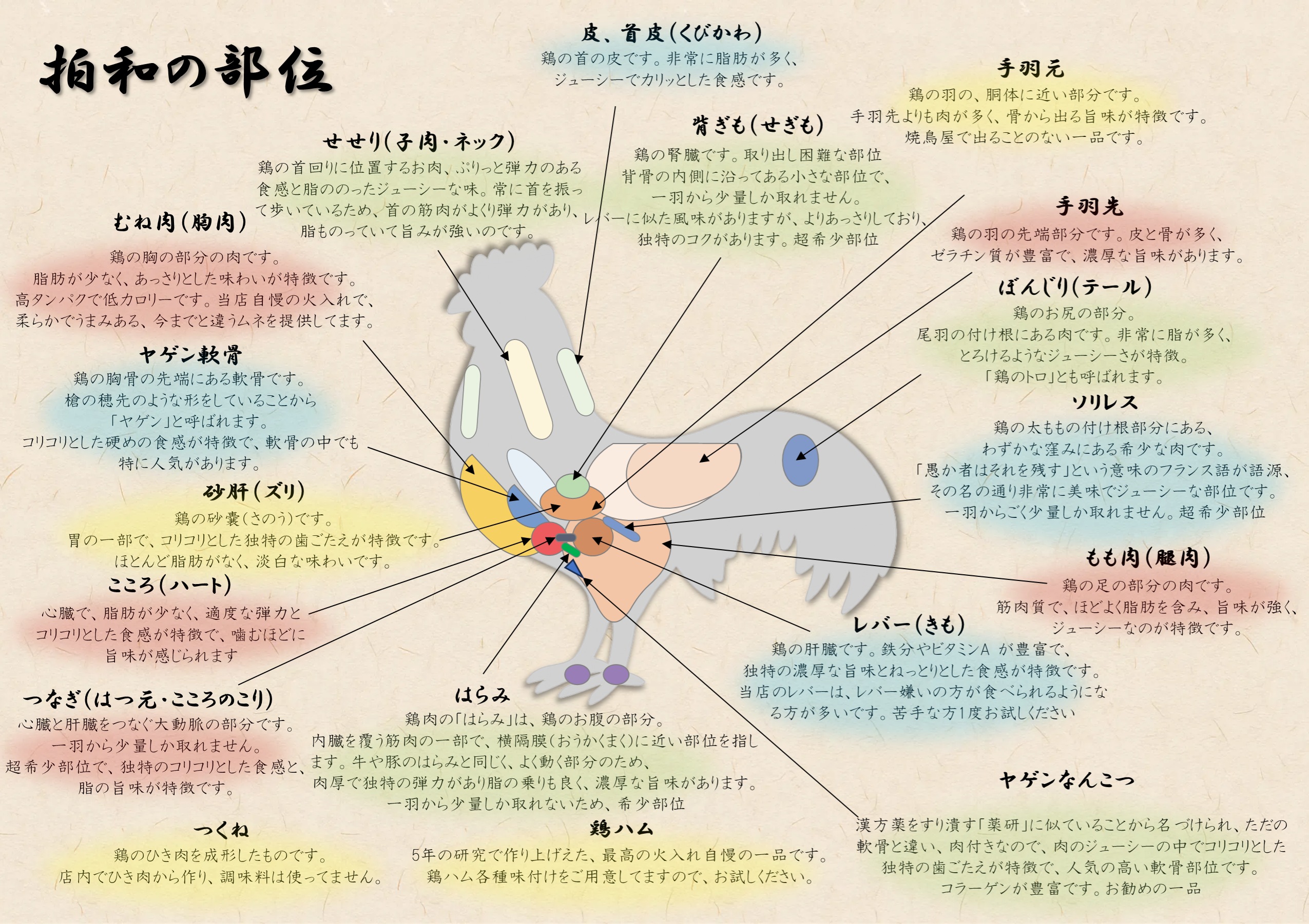 拍和の焼鳥の部位紹介図。皮、せせり、むね肉、ヤゲン軟骨、ずり、こころ、つなぎ、はらみ、つくね、鶏ハム、肝、背ぎも、手羽、ぼんじりを紹介しています。