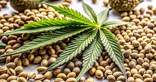 Maui Wowie Seeds A Tropical Cannabis Delight