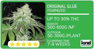 Maui Wowie Seeds A Tropical Cannabis Delight