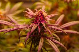 Maui Wowie Seeds A Tropical Cannabis Delight